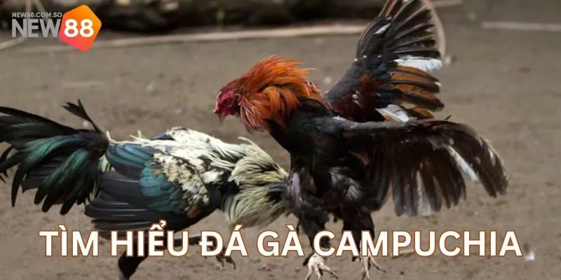 Luật chơi đá gà Campuchia